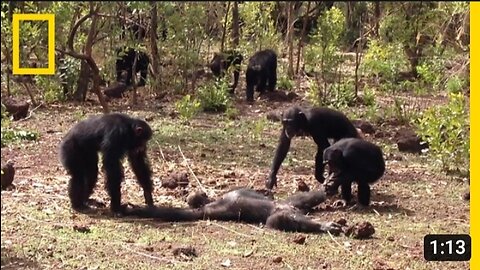 Aftermath of a Chimpanzee Murder Caught in Rare Video - National Geographic