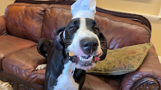 Smiling Great Dane loves breadsticks with Alfredo sauce