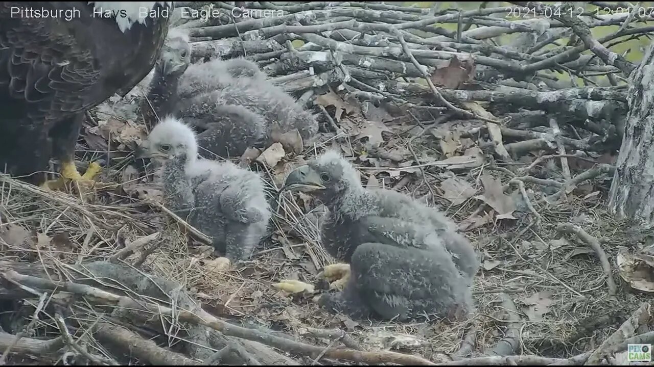 Hays Eagles Dad tries to feed H13,14,15 rat tail 2021 04 12 11:58AM