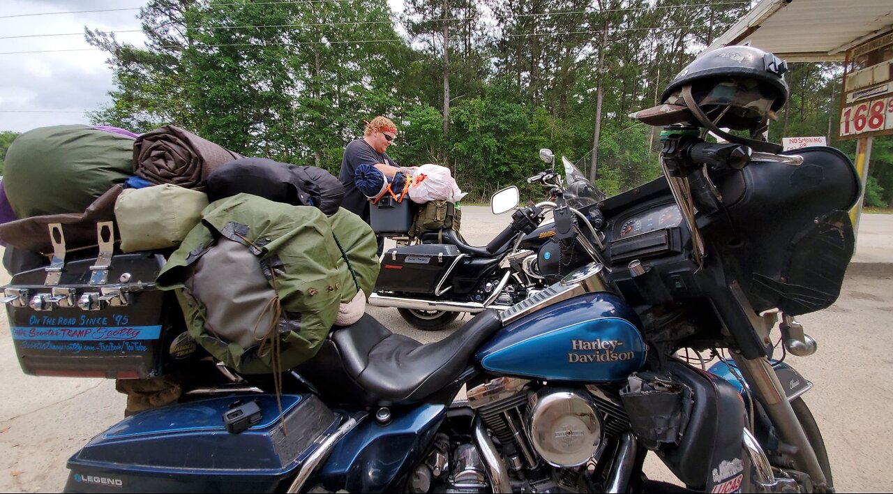 Scooter Tramp Scotty. Puppy's To Mandeville.