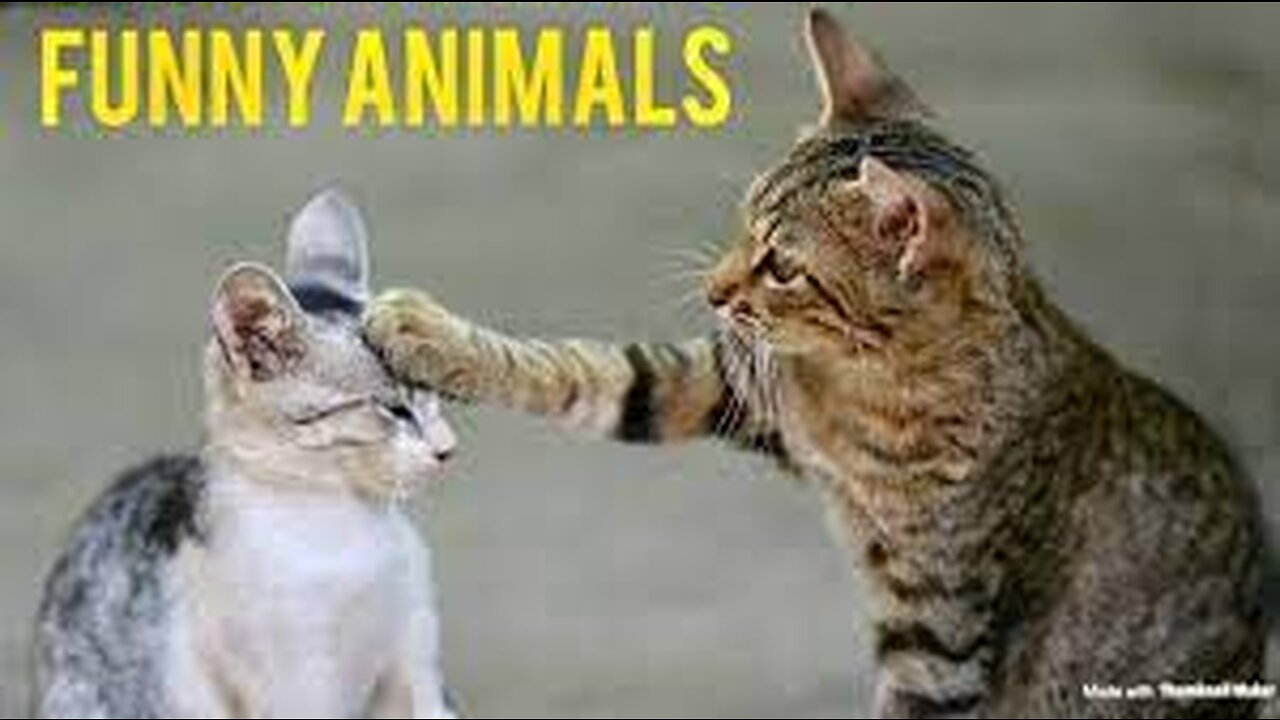 new funny animals video...funniest cats and dogs video \ part 3 \