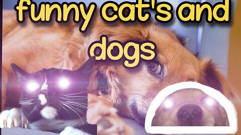 The funny animals 😂😃