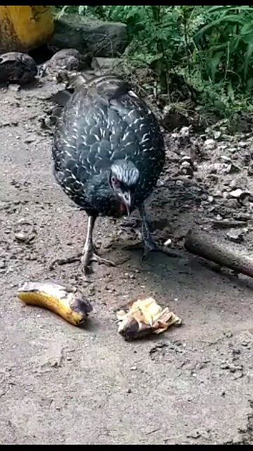 Jacu faminto devora deliciosa banana Jacuaçu, jacuguaçu, guans