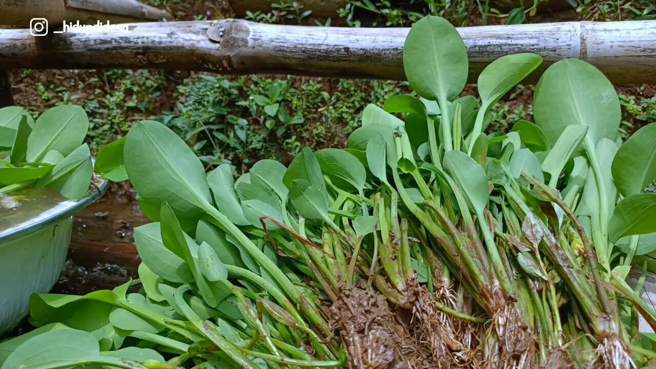 Cooking produce from rice fields