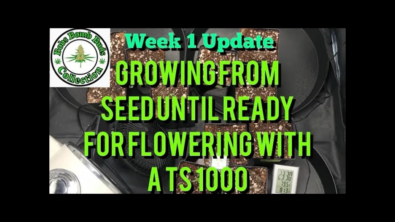 Week 1 Update, Growing From Seed Until Ready For Flowering Under A Mars Hydro TS 1000