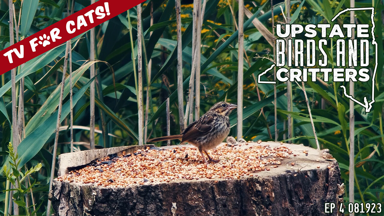 Upstate Birds And Critters: Ep 4 — 081923