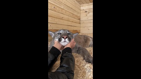Tiger Cat Meow