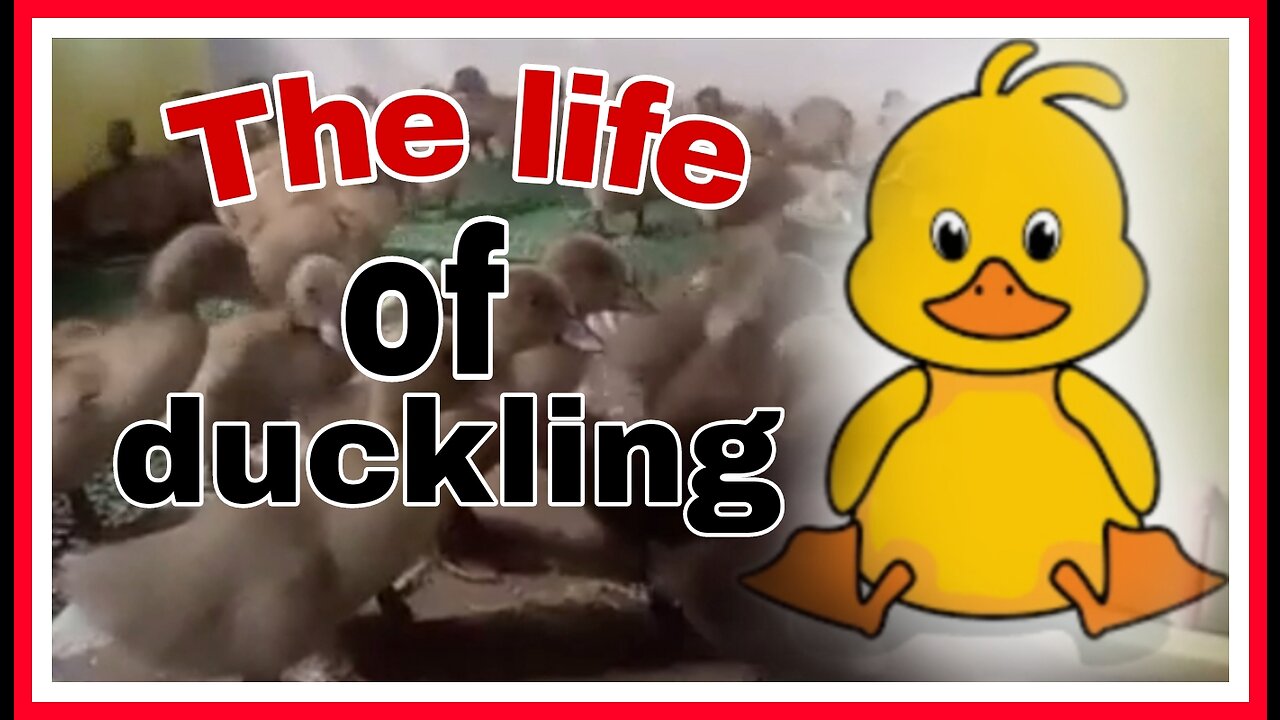 🌍The real life of a duckling|| Anak itik telur|| Anak bebek