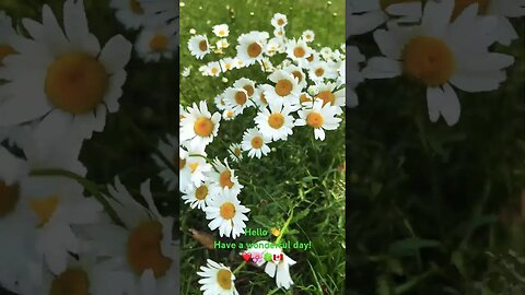 #Daisies #dancing in the #wind