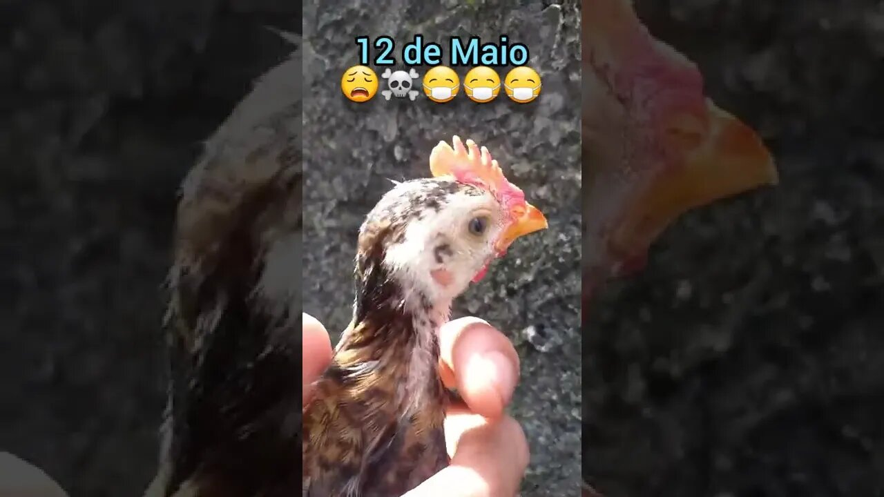 Pintinho de Olhos Azuis com medo do DEPOIS DE AMANHÃ 12 de MAIO