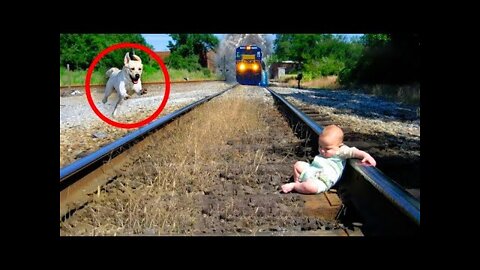 Silly Dogs and Super Cute and Helping People #14