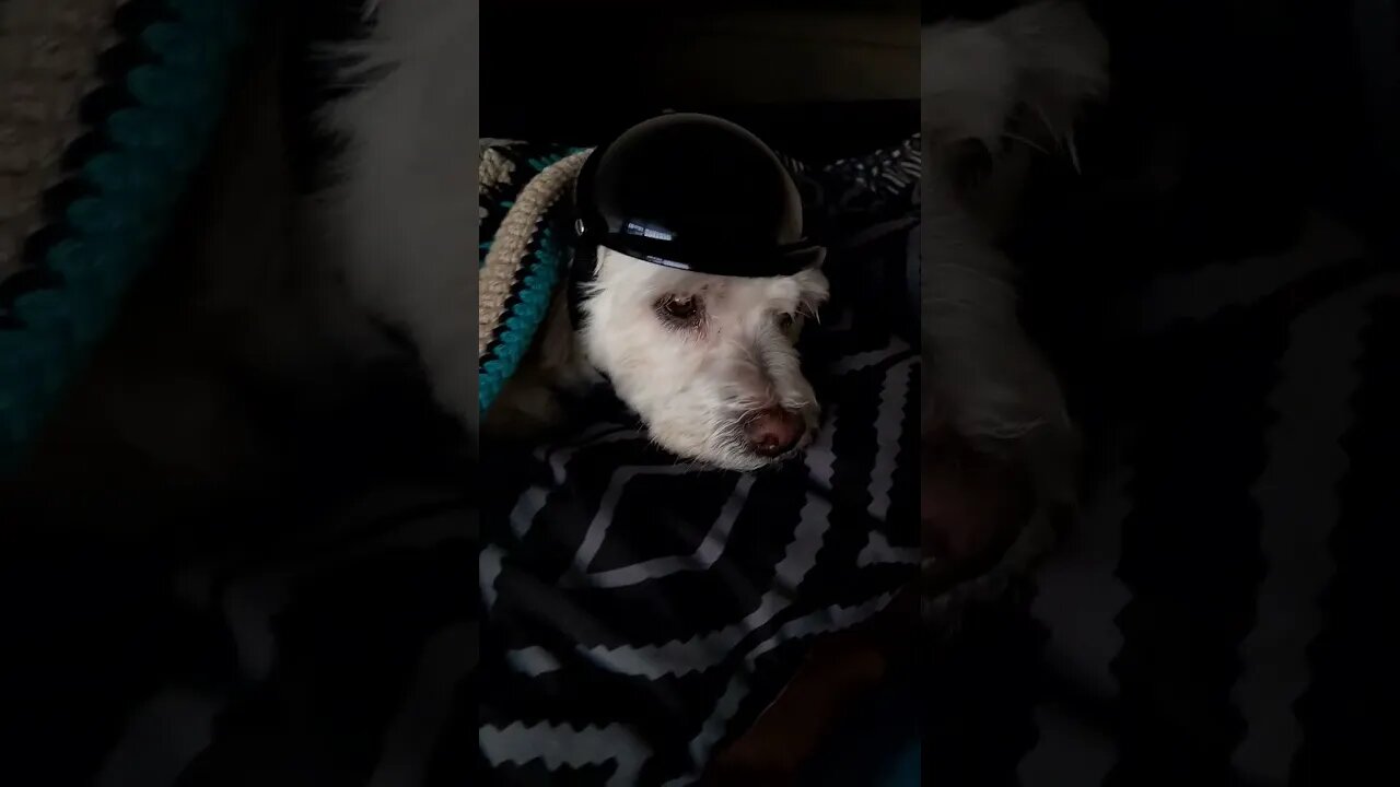 when you get a new #helmet #bikers #law says you need to sleep with it on for a night #motorcycle