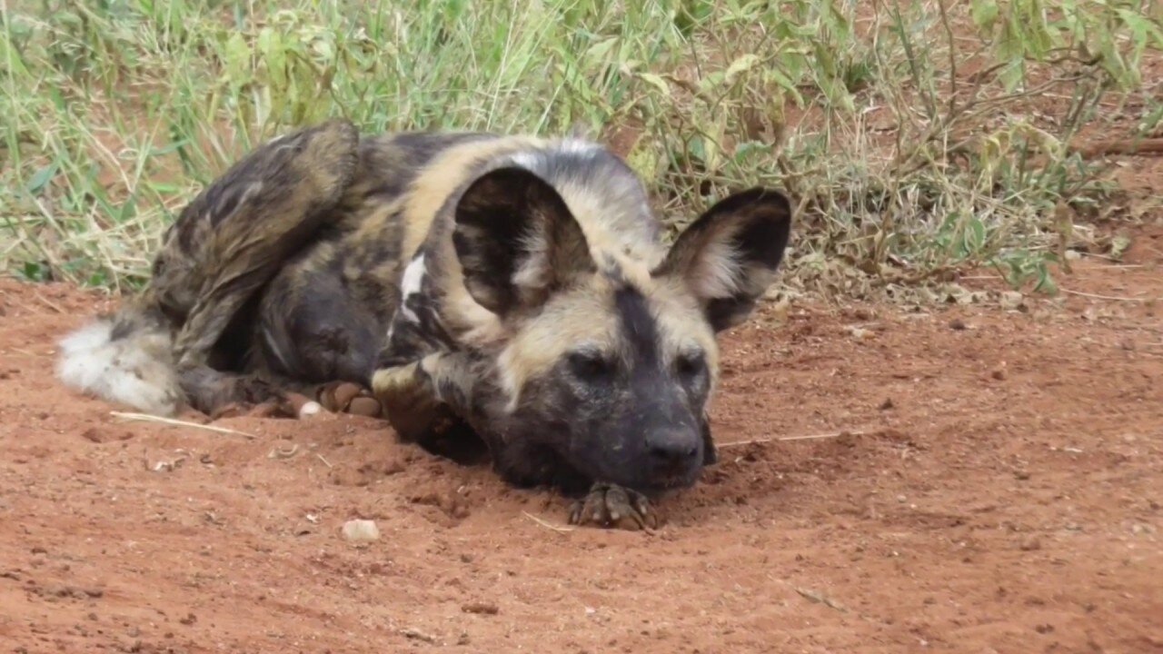 Wild Dogs the best hunter in Africa - short documentary