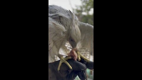 UAE falconry