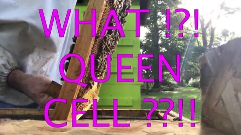 Aug 10, 2019 - It's All About the Queens!