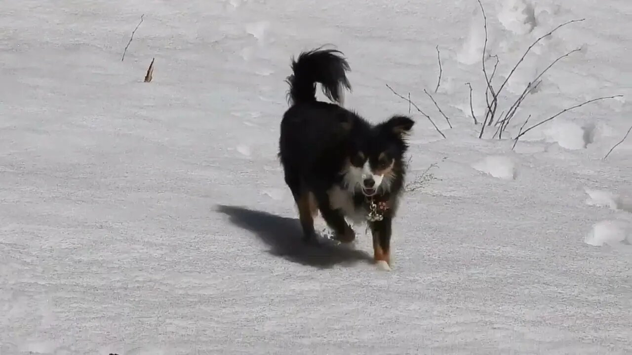 Kirye Dreams Of Wildflowers