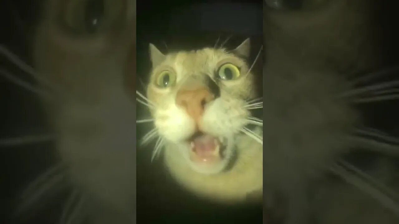 Funny Cat | Cute Cat #shorts