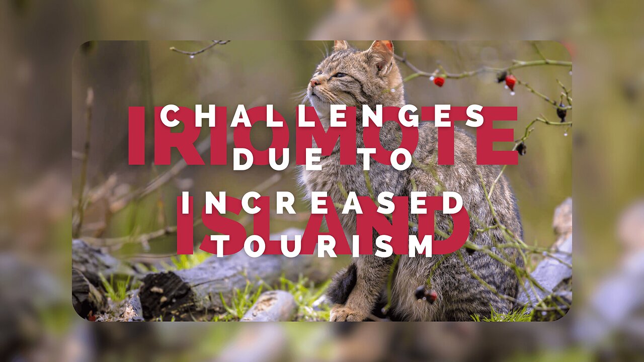 Iriomote Island Faces Challenges Due to Increased Tourism