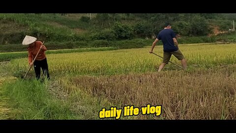 During the harvest season, people are building a barn bank