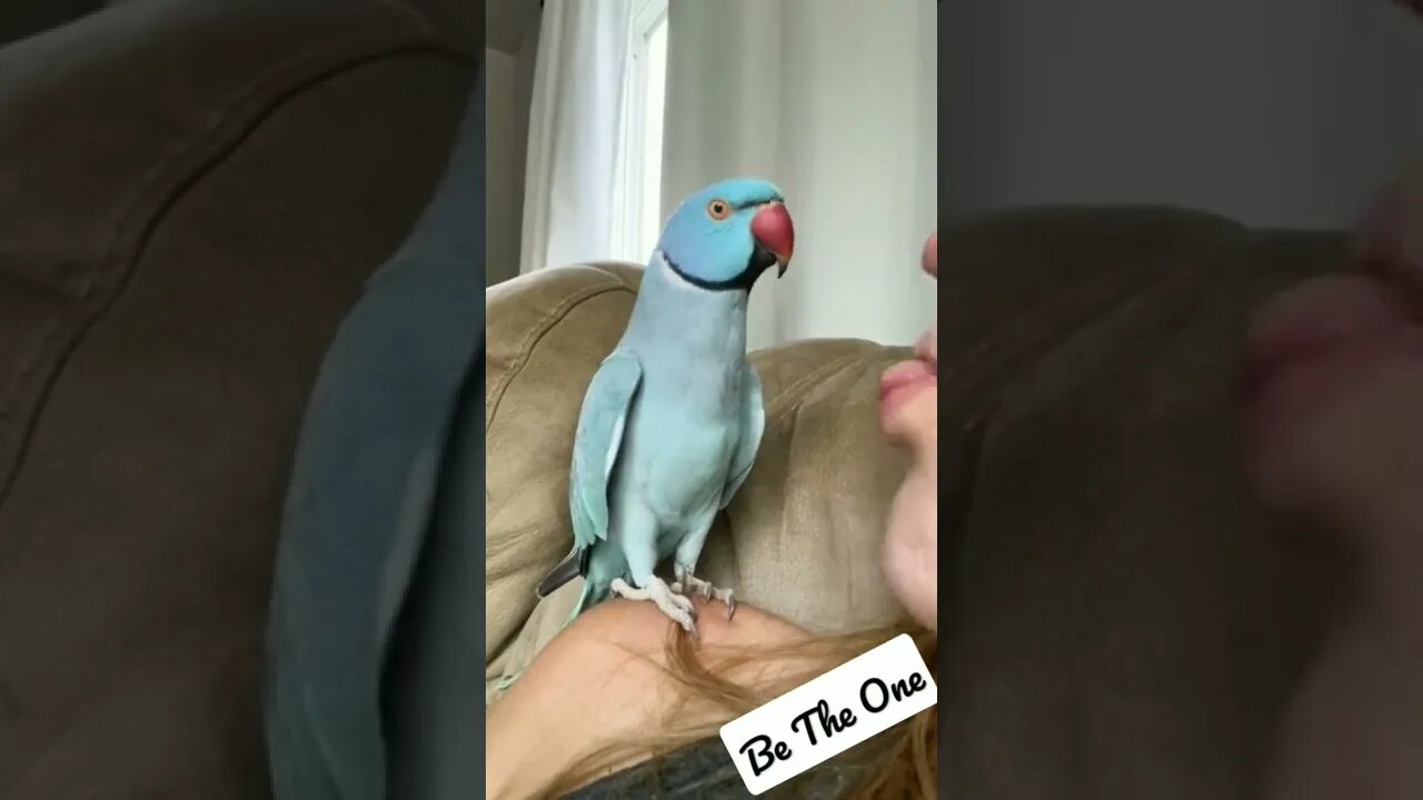 Some you're cut 🥰 #funny #animals #nice #beautiful #foryou #youtubeshorts #shorts #animaux #birds