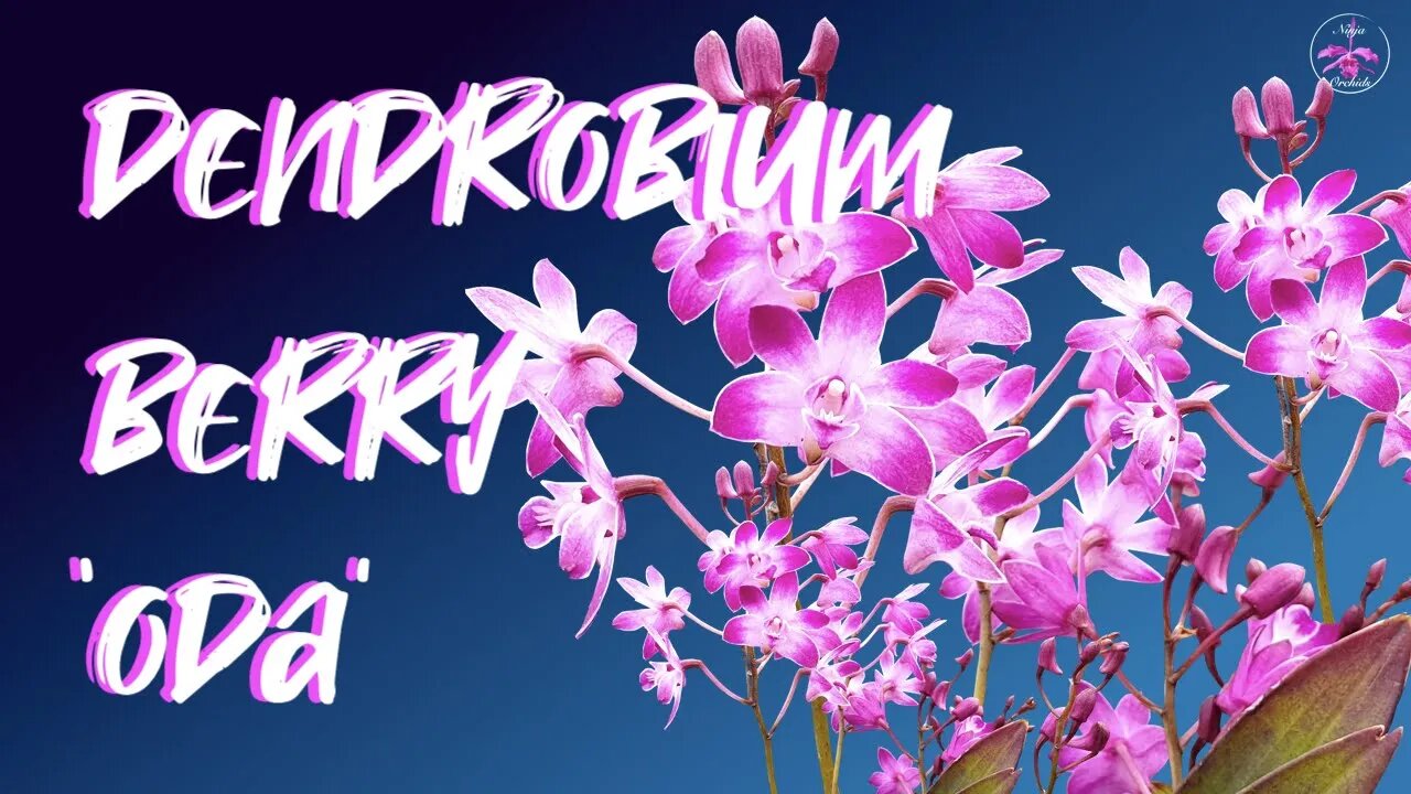 #GVOS2020 - Dendrobium Berry 'Oda'