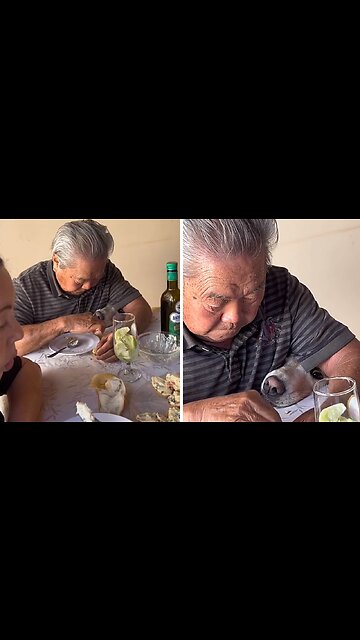 Chill dad secretly feeds dog at the table