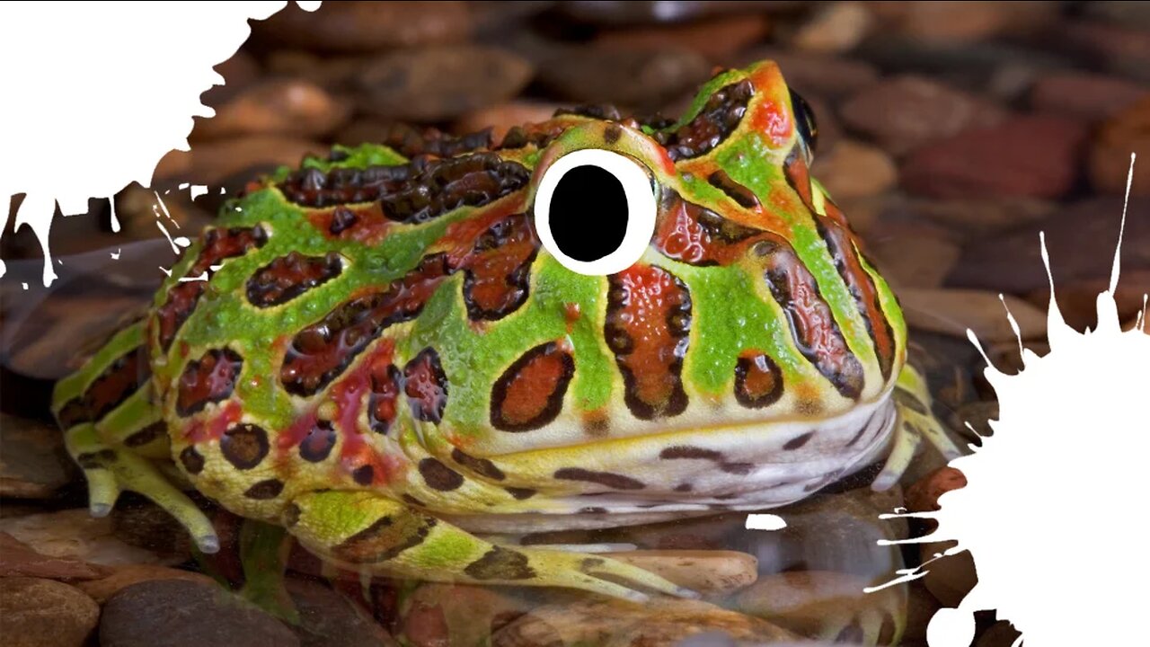 The ornate horned-frog has a huge mouth!