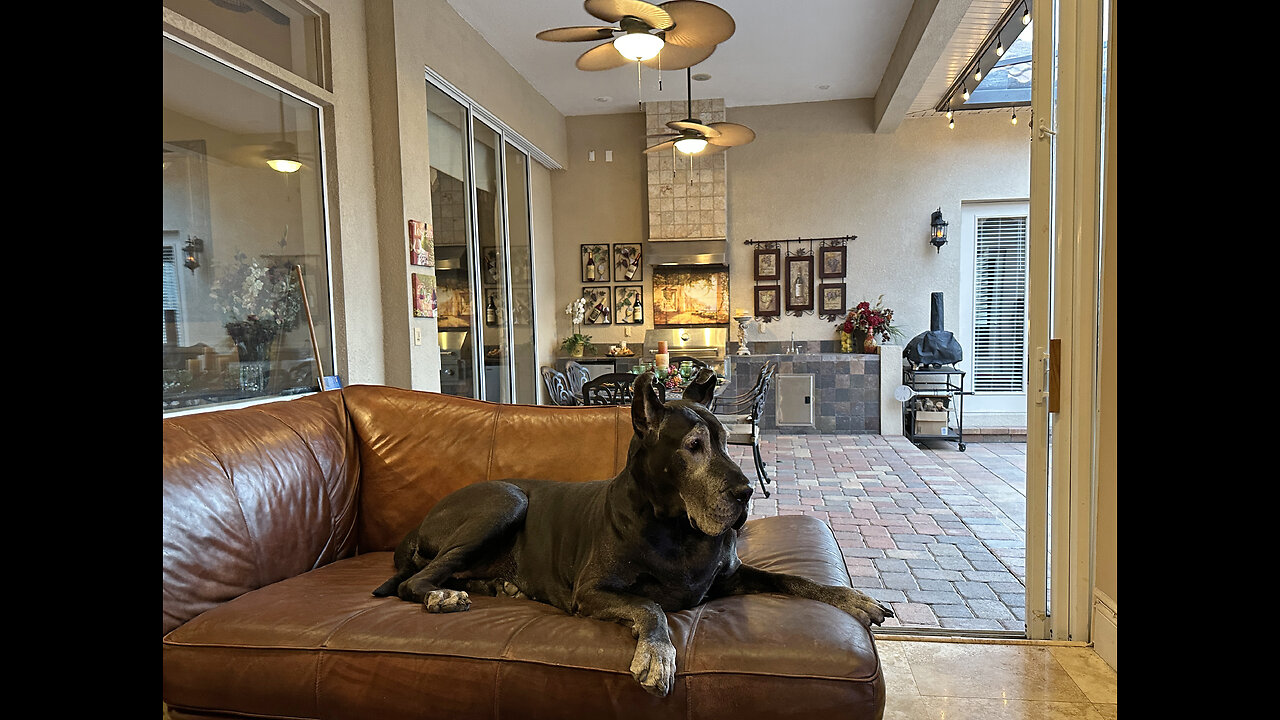 Happy Great Danes Enjoy 1st Florida Fall Dinner With An Open Door View