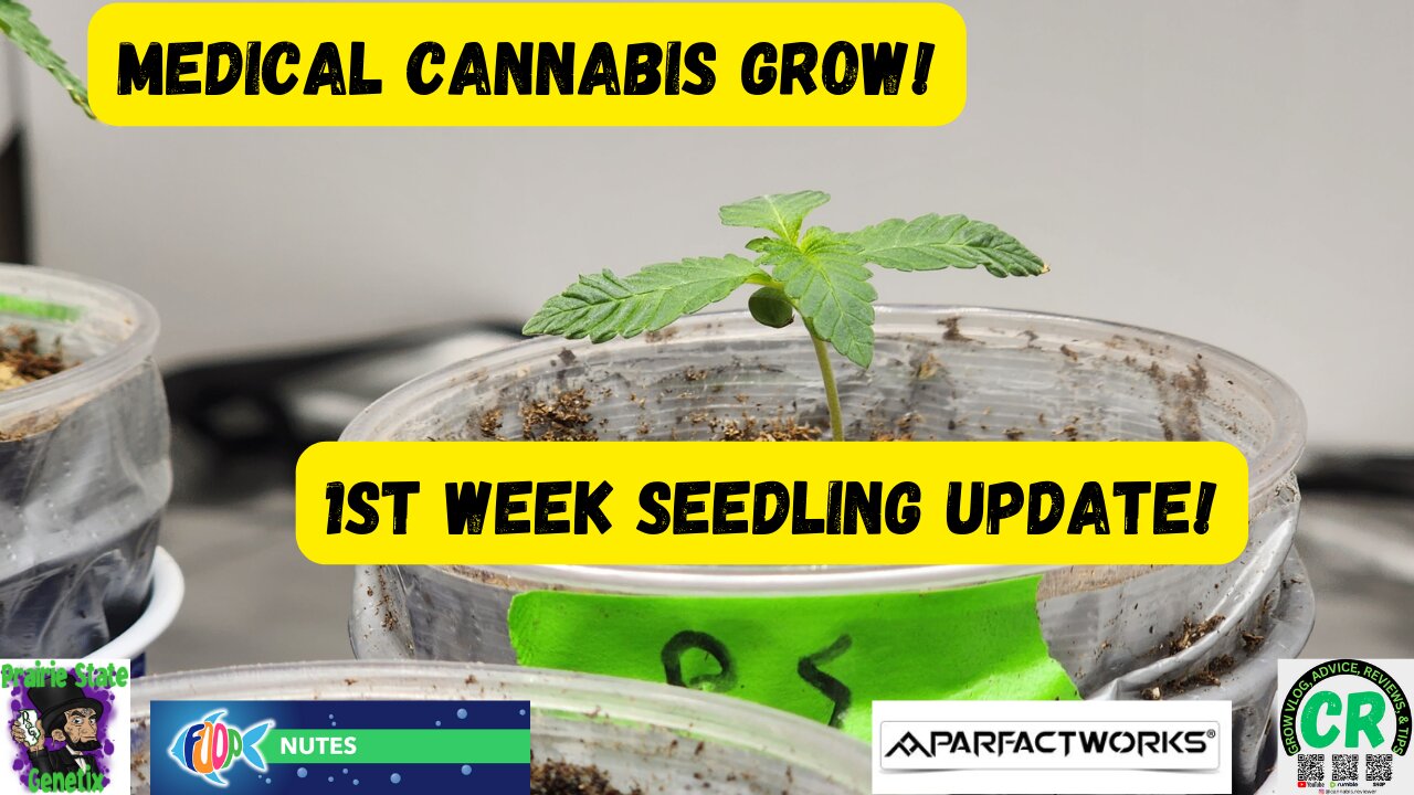 2023 Spring Medical Cannabis Grow 1st week seedling update & feeding w FOOP Mist!