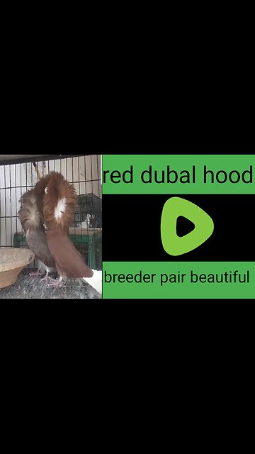 Red dubal hood beautiful breeder pair