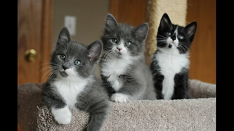 Hey One in Million Love Cat