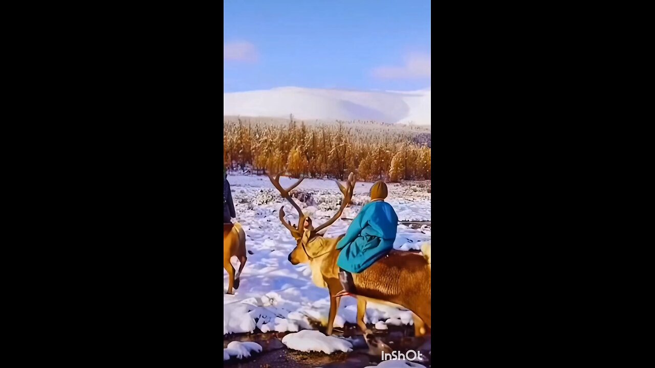 Reindeer