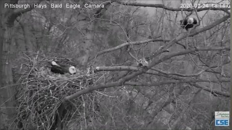 Hays Eagles Dad flies down off branch in slow motion 2 24 20 6 14pm