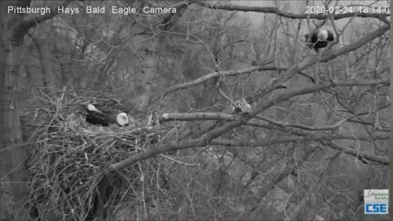 Hays Eagles Dad flies down off branch in slow motion 2 24 20 6 14pm