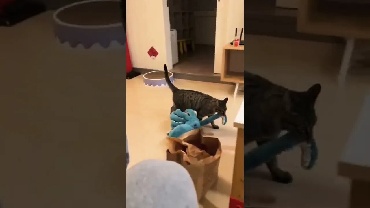 Cat video fun #shorts #reels #cat #funny #viral #video