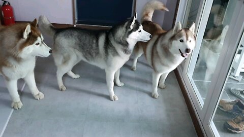 Husky friends who are having fun...