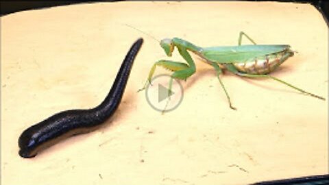 WHAT IF THE MANTIS SEES LEECH? LEECH VS MANTIS