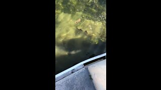 Nurse Shark Eats Barracuda In Paradise