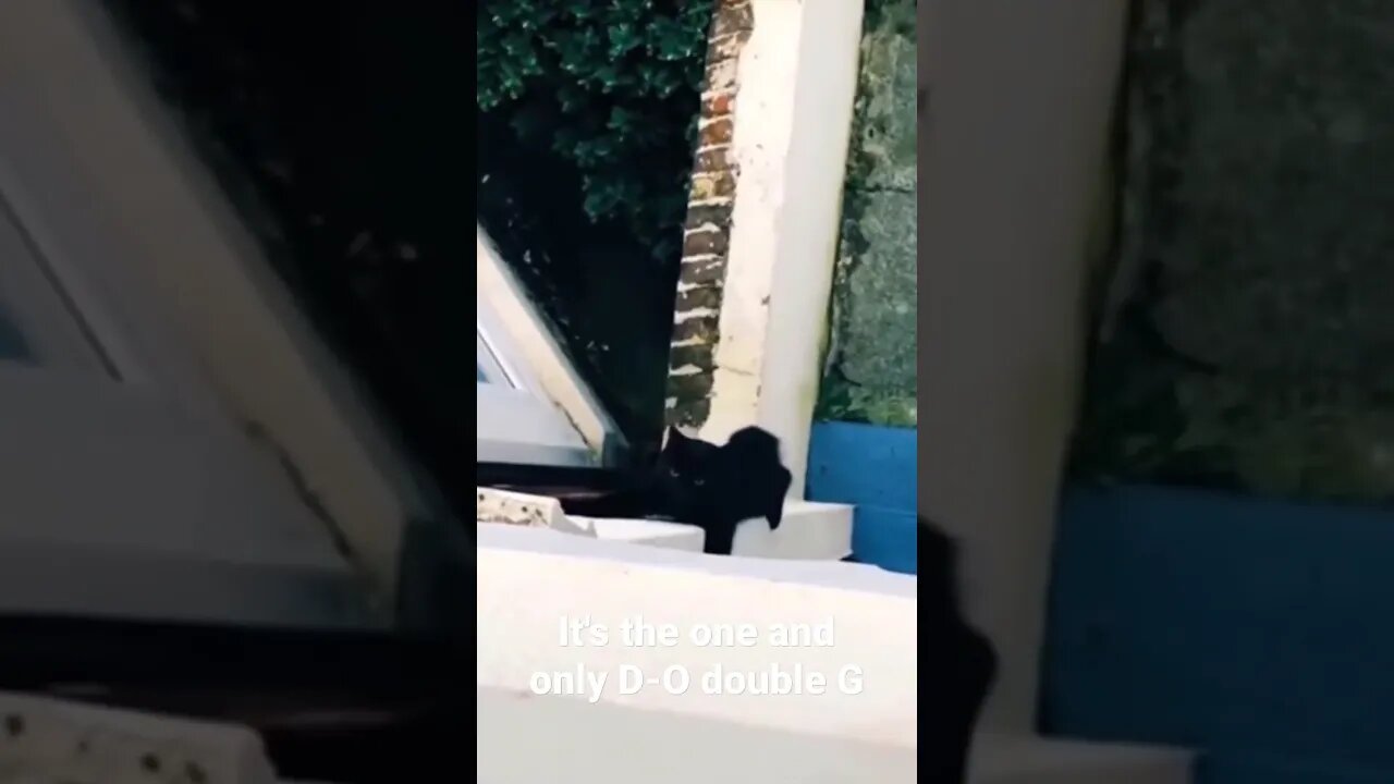 MEME is the one and only D-O double G #shorts