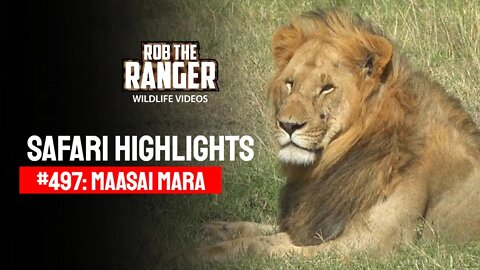 Safari Highlights #497: 27 September 2018 | Maasai Mara/Zebra Plains | Latest Wildlife Sightings