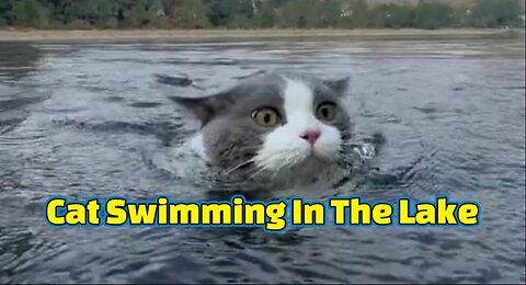 cat swimming in the lake