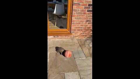 Turtle playing basketball