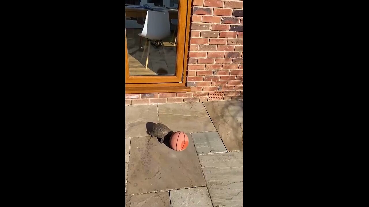 Turtle playing basketball