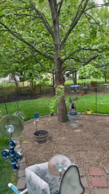 My first Baltimore Oriole visit