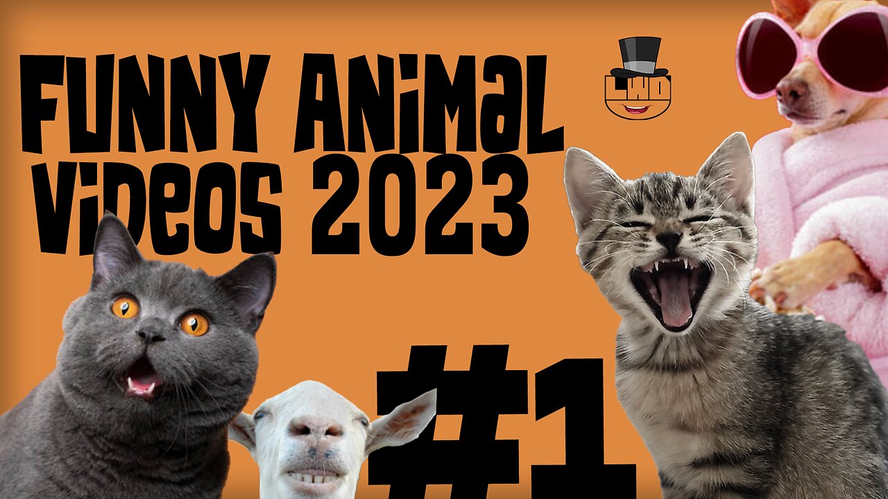 Funny Animal Videos 2023 #1 - The Funniest Dogs and Cats😁