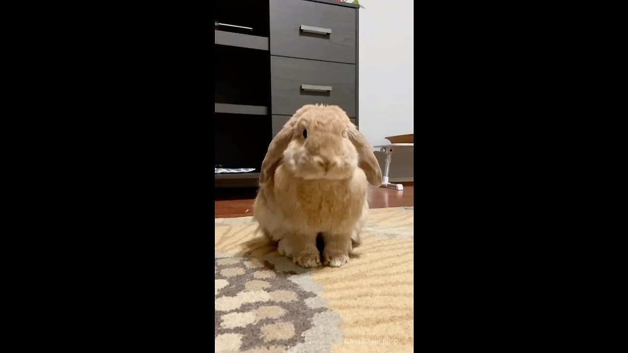 Ahhhh 🐰🥕