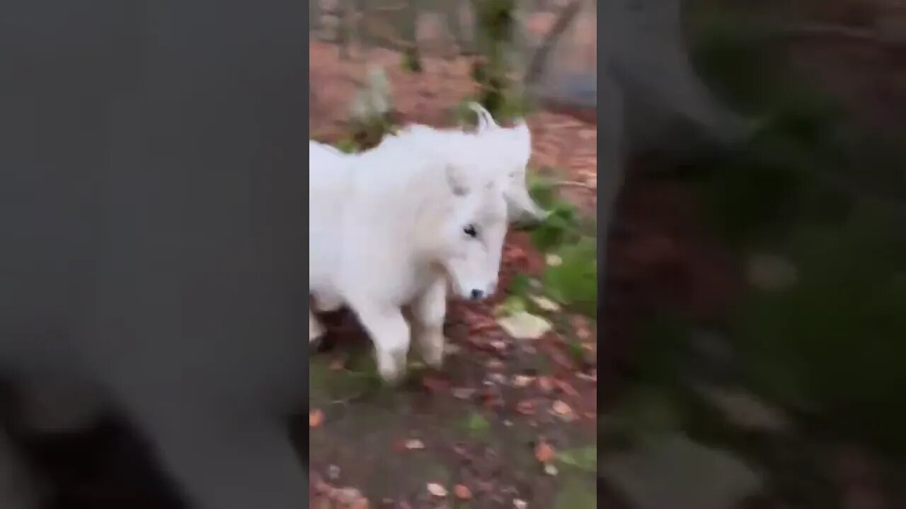 🐴Foal is always excited!