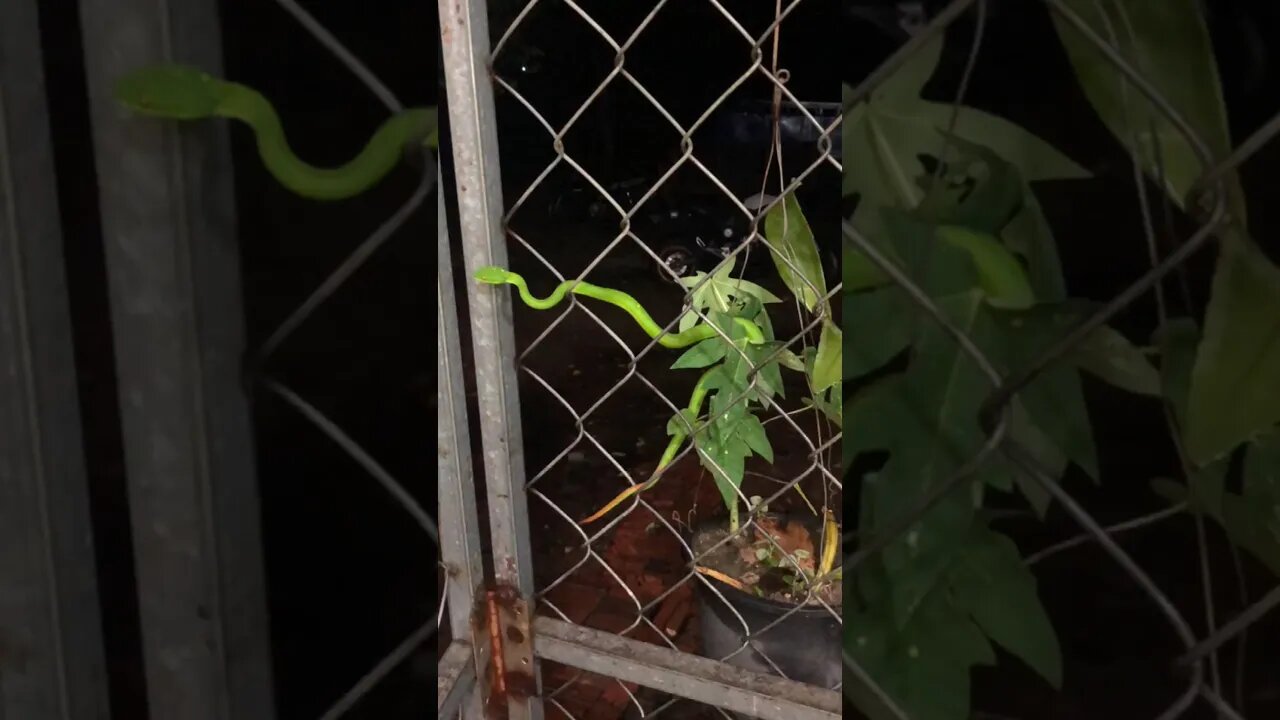 Cobra Catching TV: #Short of Amazing green snake visited my home