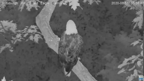Hays Eagles Dad slept in the cam tree with a awesome flyoff 2020 08 11 559AM
