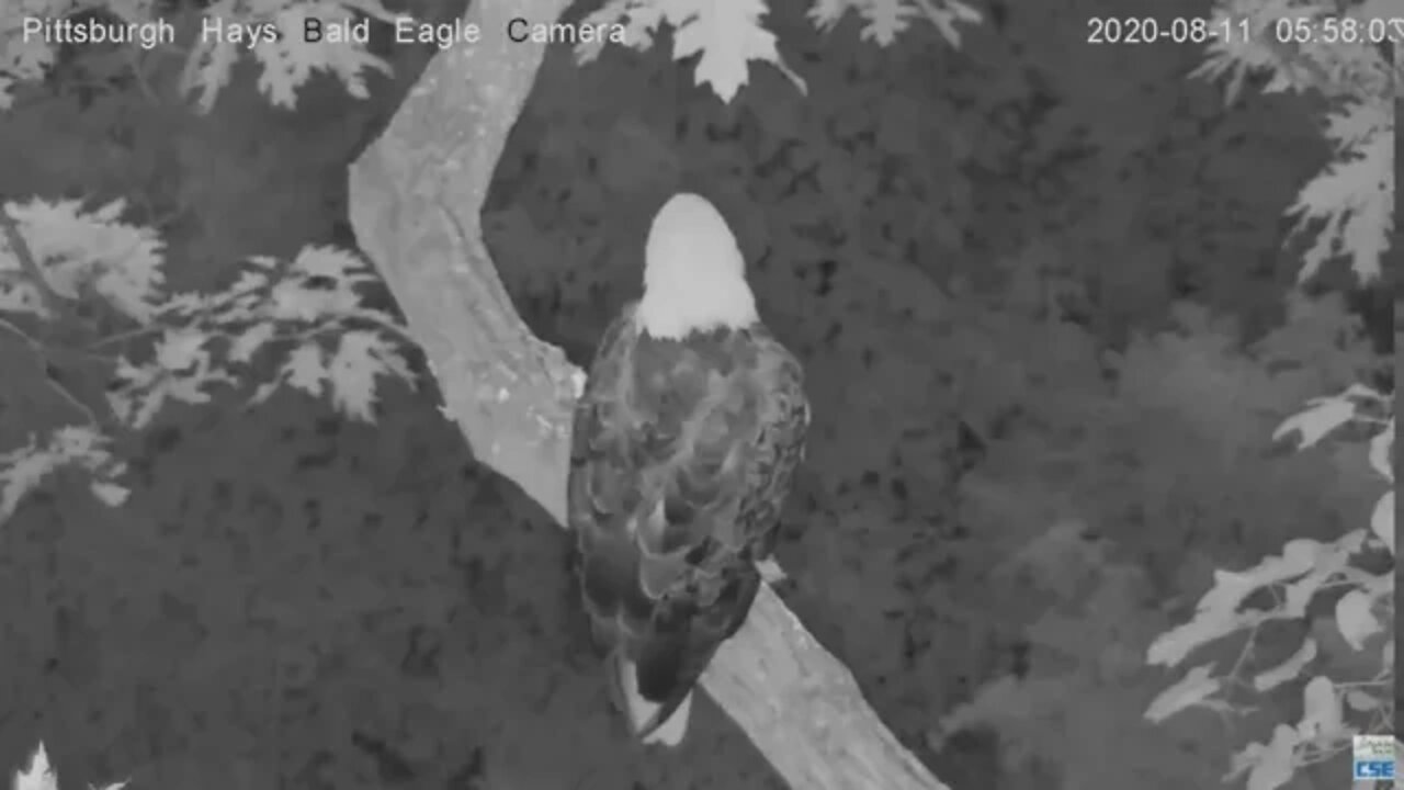 Hays Eagles Dad slept in the cam tree with a awesome flyoff 2020 08 11 559AM